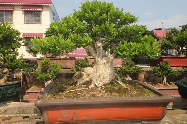 黃楊盆景怎么養 黃楊盆景養殖方法與注意事項