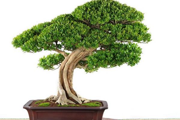 黃楊盆景怎么養 黃楊盆景養殖方法與注意事項