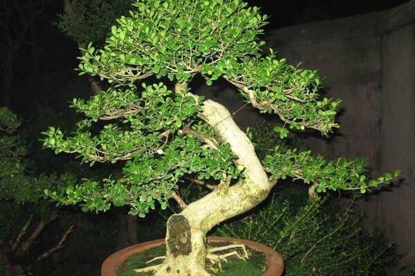 黃楊盆景怎么養 黃楊盆景養殖方法與注意事項