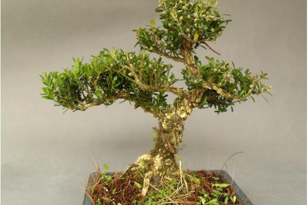 黃楊盆景怎么養 黃楊盆景養殖方法與注意事項