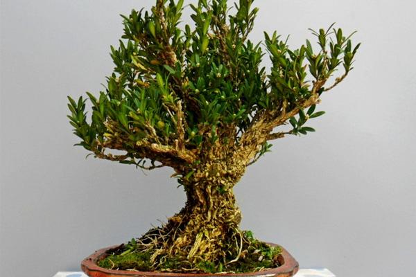 黃楊盆景怎么養 黃楊盆景養殖方法與注意事項