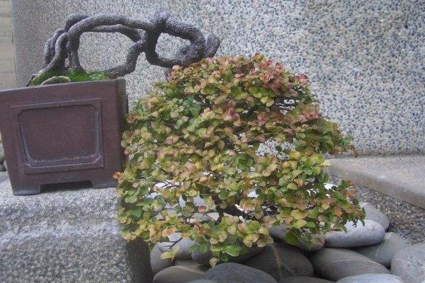 小葉紫檀落葉怎么辦 小葉紫檀葉子變黃的解決方法