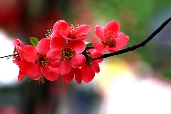 海棠花有毒嗎 海棠花能放在室內(nèi)臥室嗎