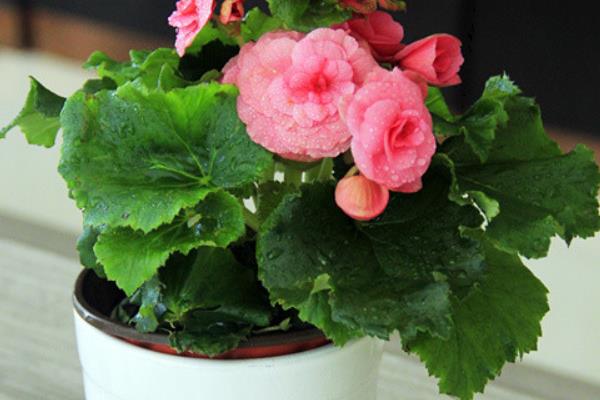 海棠花有毒嗎 海棠花能放在室內(nèi)臥室嗎