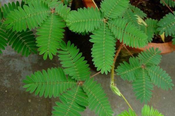 海棠花有毒嗎 海棠花能放在室內(nèi)臥室嗎