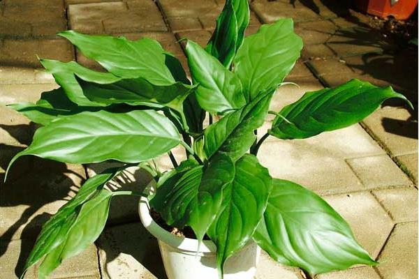 海棠花有毒嗎 海棠花能放在室內(nèi)臥室嗎