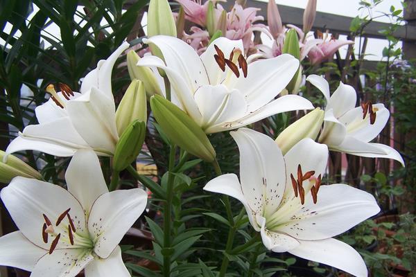 海棠花有毒嗎 海棠花能放在室內(nèi)臥室嗎