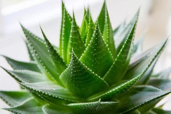 海棠花有毒嗎 海棠花能放在室內(nèi)臥室嗎