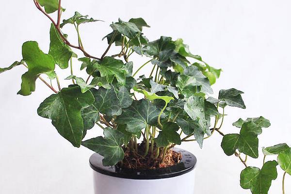 海棠花有毒嗎 海棠花能放在室內(nèi)臥室嗎