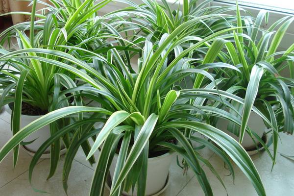 海棠花有毒嗎 海棠花能放在室內(nèi)臥室嗎