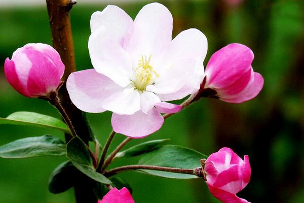 海棠花怎么澆水 海棠花施肥方法