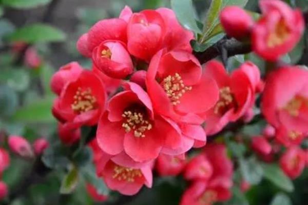 海棠花怎么澆水 海棠花施肥方法