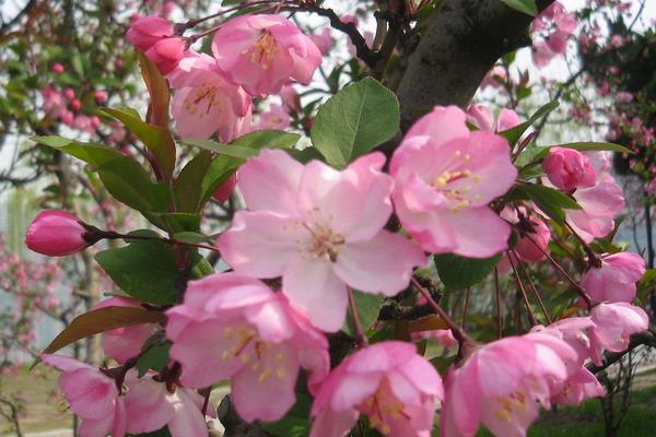 海棠花怎么澆水 海棠花施肥方法
