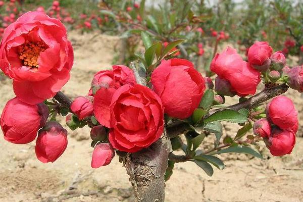 海棠花怎么澆水 海棠花施肥方法
