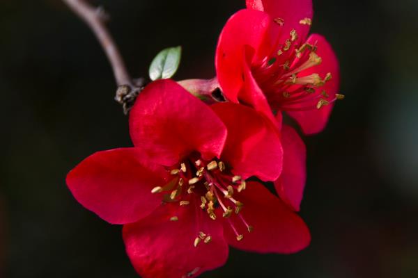 海棠花怎么澆水 海棠花施肥方法