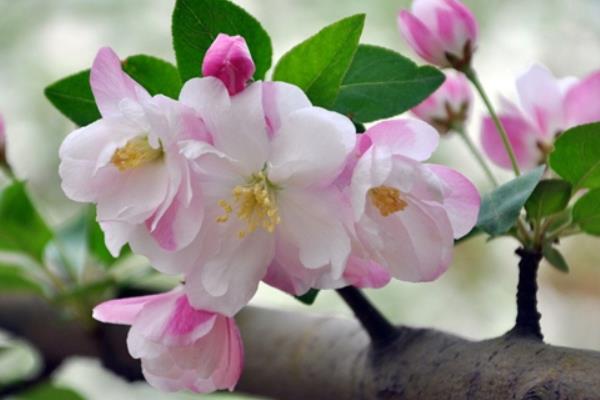 海棠花怎么澆水 海棠花施肥方法