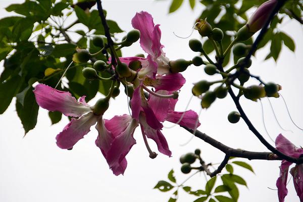 美麗異木棉有毒嗎 美麗異木棉果實(shí)能吃嗎