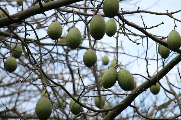 美麗異木棉有毒嗎 美麗異木棉果實(shí)能吃嗎