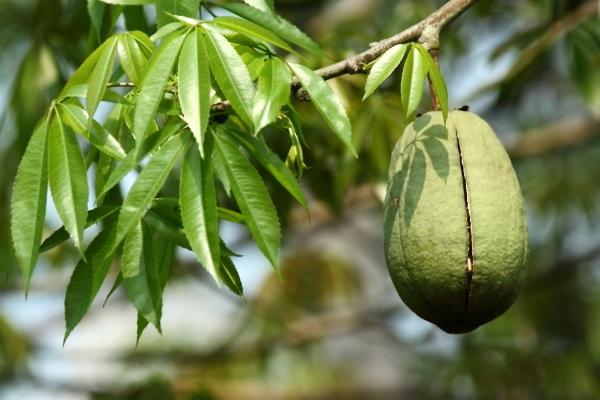 美麗異木棉有毒嗎 美麗異木棉果實(shí)能吃嗎