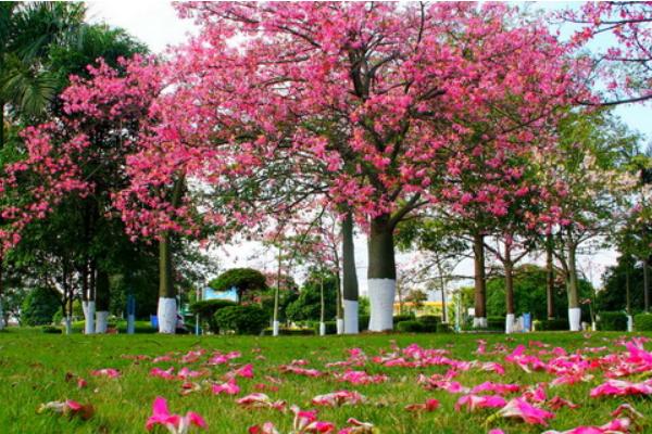 美麗異木棉有毒嗎 美麗異木棉果實(shí)能吃嗎