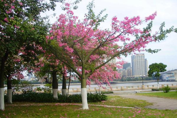 美麗異木棉有毒嗎 美麗異木棉果實(shí)能吃嗎