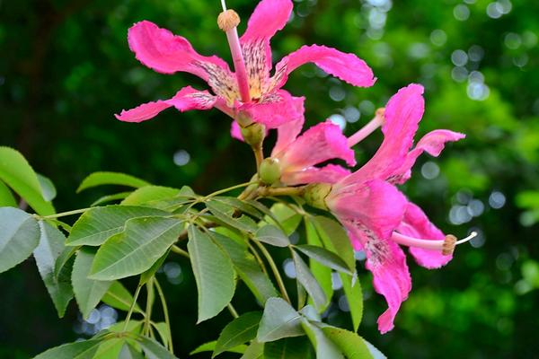 美麗異木棉有毒嗎 美麗異木棉果實(shí)能吃嗎
