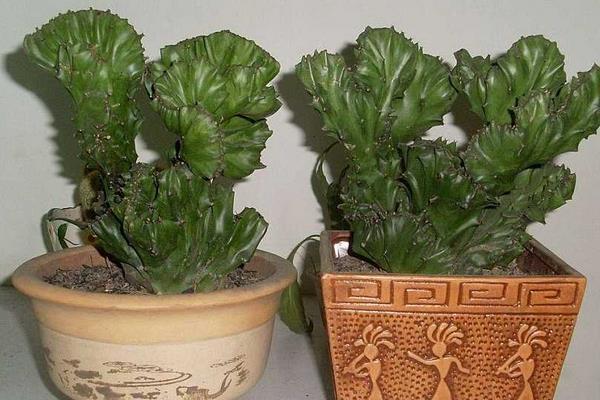 金麒麟花市場價格多少錢一盆 金麒麟怎么種