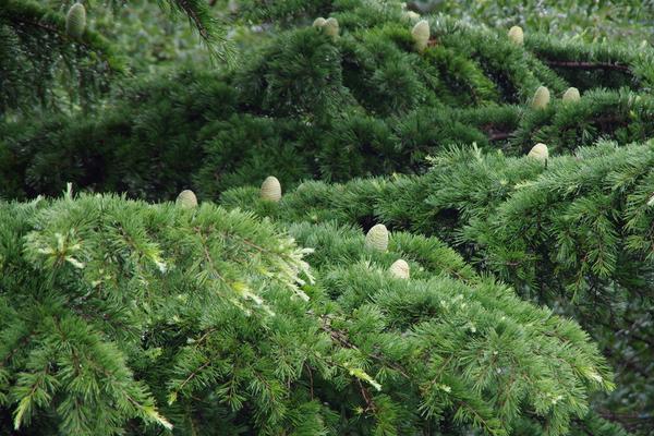 雪松種子市場價格多少錢一斤 雪松種子怎么種