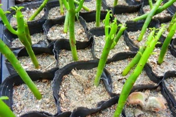 光棍樹繁殖方法(扦插) 光棍樹怎么修剪枝葉