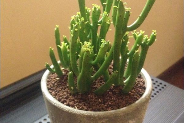 光棍樹繁殖方法(扦插) 光棍樹怎么修剪枝葉