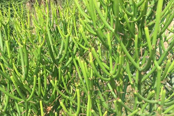 光棍樹繁殖方法(扦插) 光棍樹怎么修剪枝葉