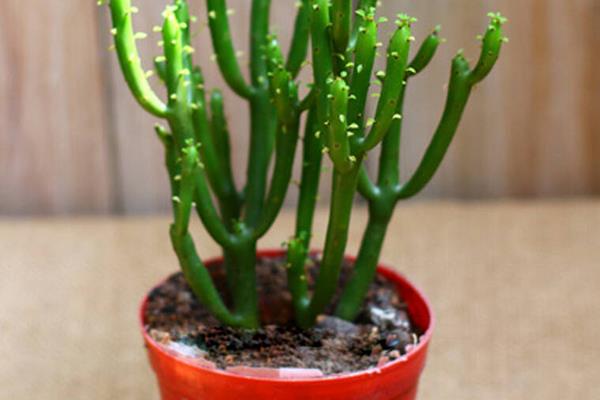 光棍樹繁殖方法(扦插) 光棍樹怎么修剪枝葉