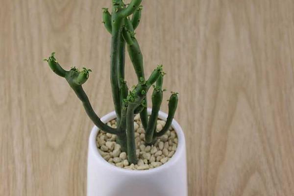 光棍樹繁殖方法(扦插) 光棍樹怎么修剪枝葉