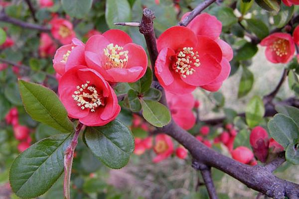 貼梗海棠葉子發黃掉葉子怎么辦 貼梗海棠養殖方法