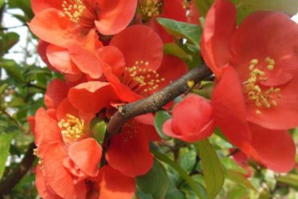 貼梗海棠葉子發黃掉葉子怎么辦 貼梗海棠養殖方法