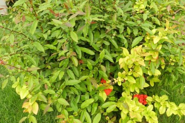 貼梗海棠葉子發黃掉葉子怎么辦 貼梗海棠養殖方法