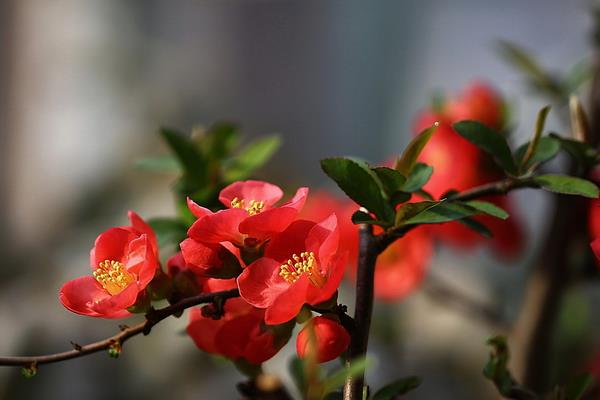 貼梗海棠葉子發黃掉葉子怎么辦 貼梗海棠養殖方法