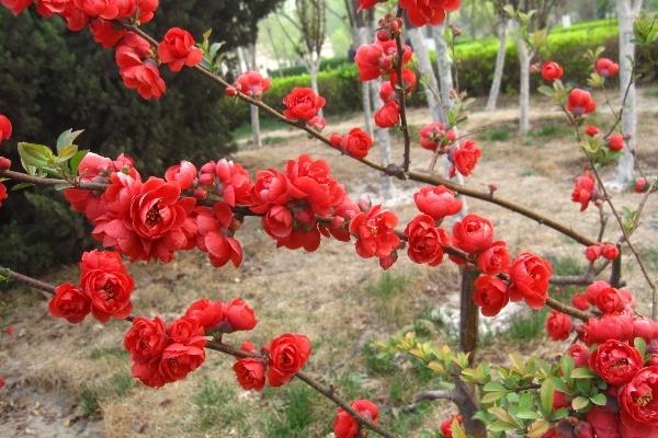 貼梗海棠葉子發黃掉葉子怎么辦 貼梗海棠養殖方法