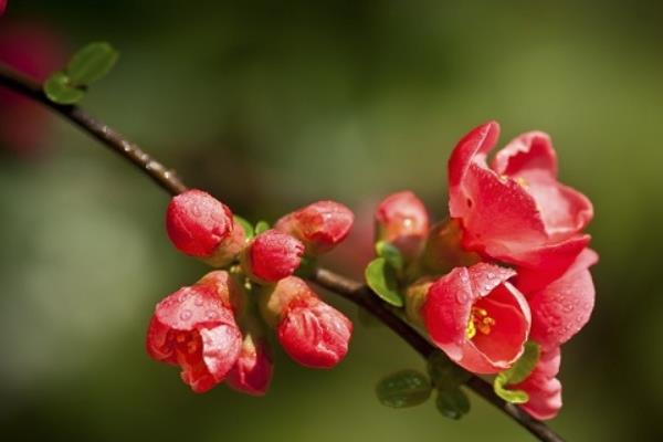 貼梗海棠葉子發黃掉葉子怎么辦 貼梗海棠養殖方法