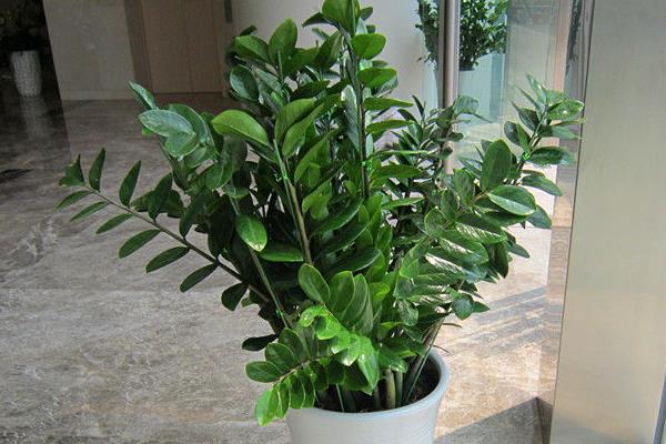 金錢樹能長多高 金錢樹怎么施肥