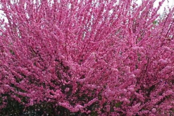 榆葉梅產地在哪里 榆葉梅是喬木還是灌木
