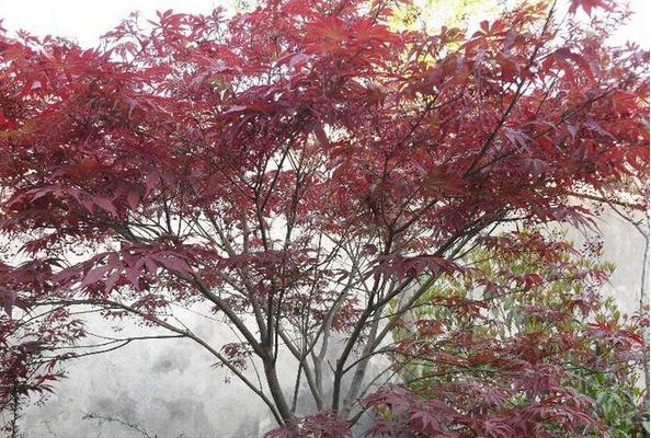 紫葉李有毒嗎 紫葉李果實能吃嗎