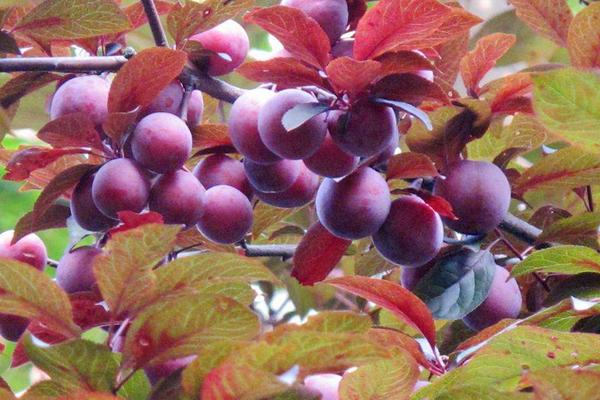 紫葉李有毒嗎 紫葉李果實能吃嗎