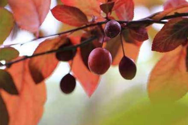 紫葉李有毒嗎 紫葉李果實能吃嗎