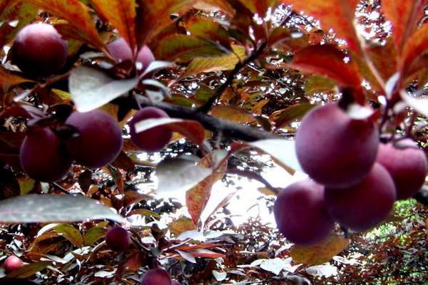 紫葉李有毒嗎 紫葉李果實能吃嗎