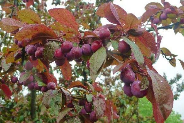 紫葉李有毒嗎 紫葉李果實能吃嗎