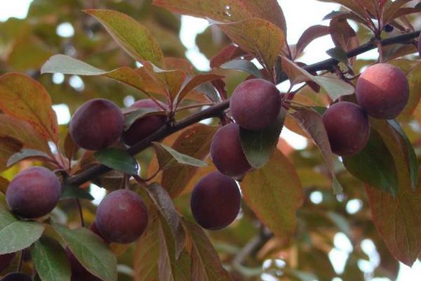 紫葉李有毒嗎 紫葉李果實能吃嗎