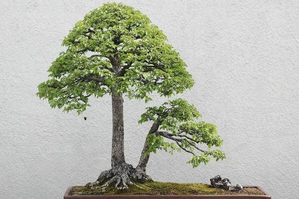 榆樹盆景怎么制作 盆景榆樹怎么造型好看