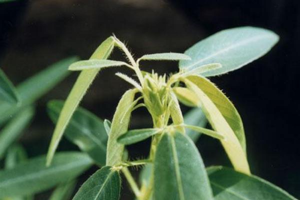 跳舞草為什么會跳舞 跳舞草為什么會跳舞