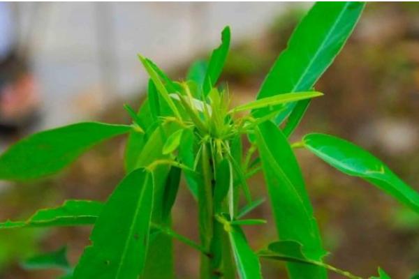 跳舞草為什么會跳舞 跳舞草為什么會跳舞